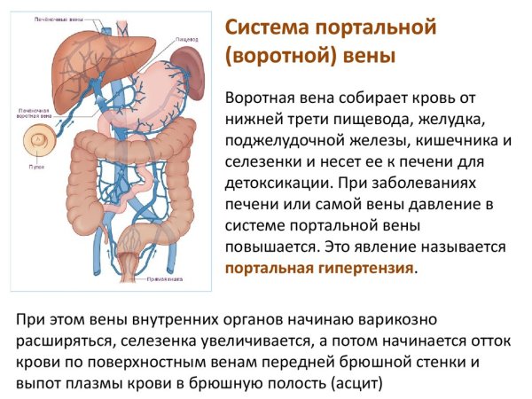 Селезеночная и верхняя брыжеечная Вена