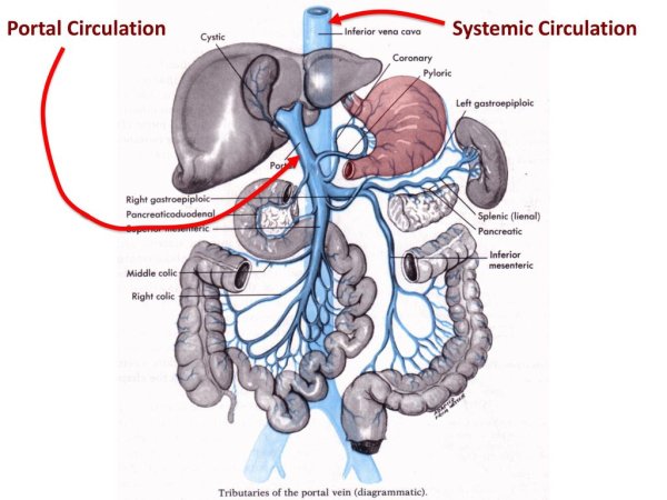Анатомия воротной вены на кт