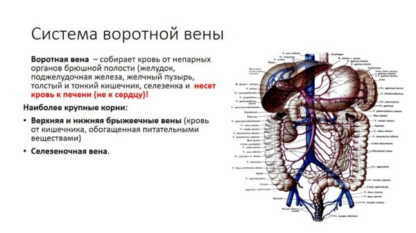 Портальная Вена анатомия печени