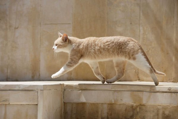 Кошка ходит
