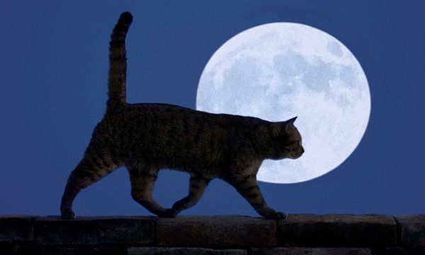 Кот гуляет