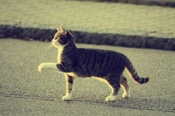 Кот идет вперед