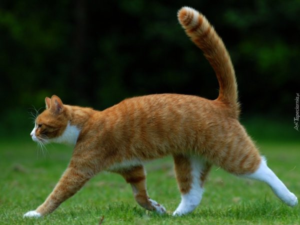 Коты в движении