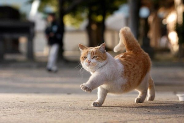 Кот смешно бежит