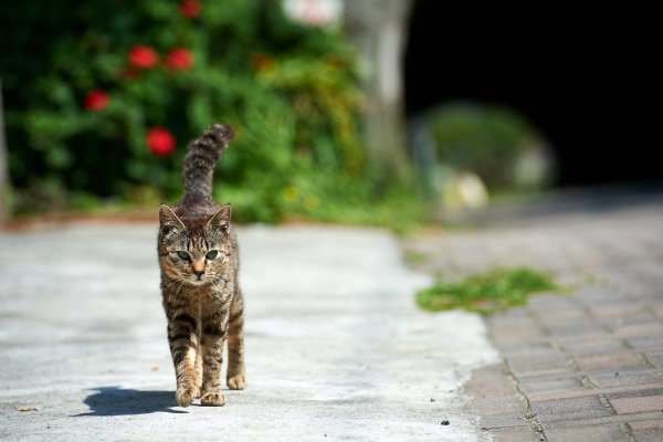 Кот на прогулке