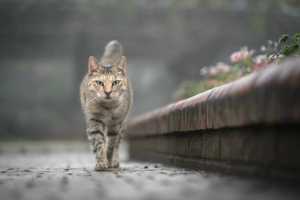 Кошка идет боком