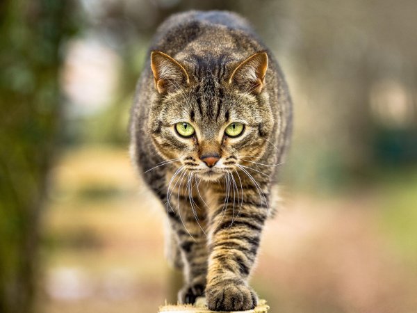 Грациозная кошка