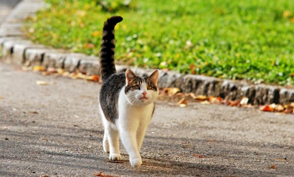 Кот с задранным хвостом