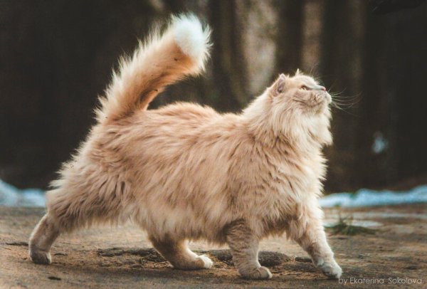 Гордый кот
