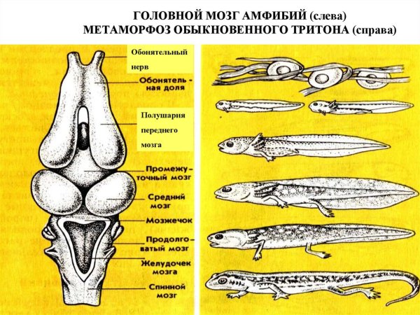 Головной мозг лягушки сбоку
