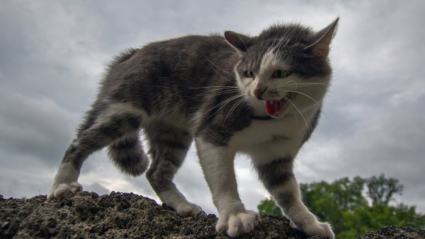 Злой кот