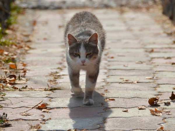 Кот гуляет