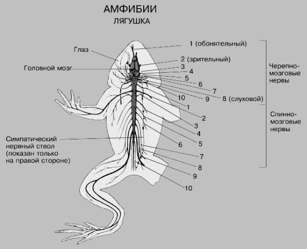 Нервная система лягушки рис 132