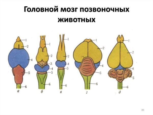 Строение головного мозга рыбы