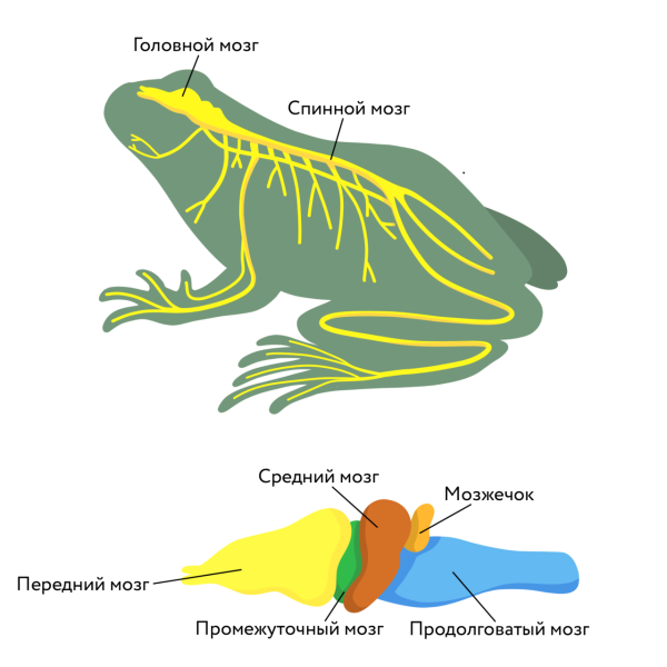 Строение мозга амфибий