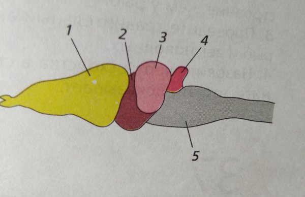 Схема строения головного мозга земноводных
