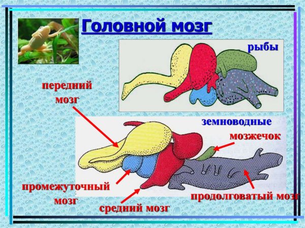 Мозг рыбы