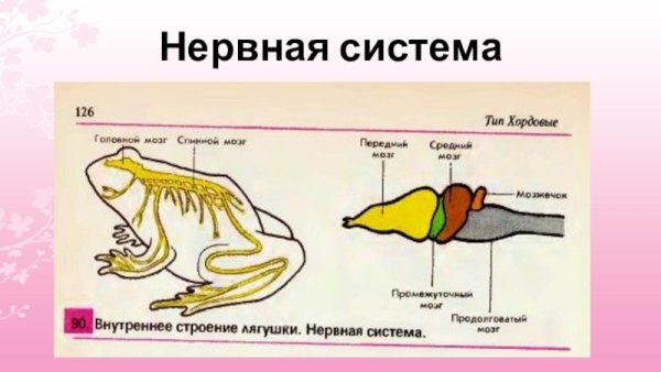 Строение головного мозга лягушки