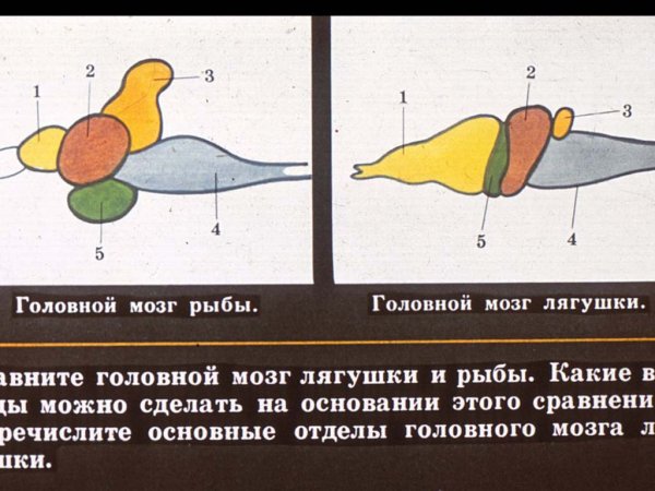 Мозг амфибии