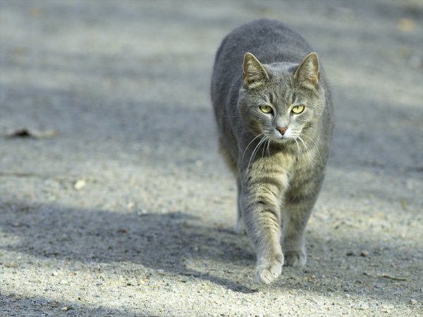 Серая уличная кошка