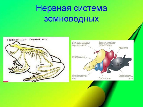 Строение головного мозга лягушки