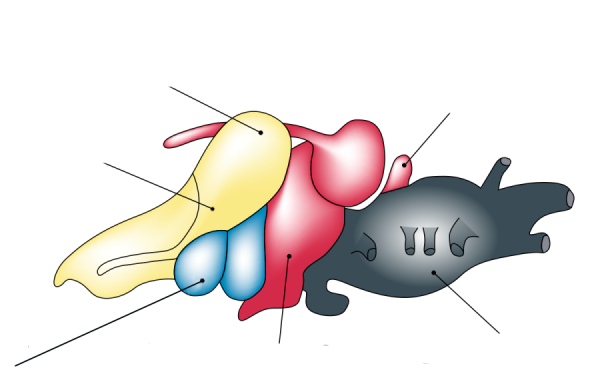 Строение головного мозга амфибии