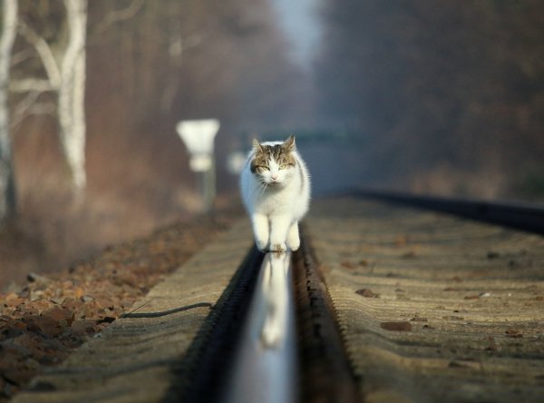 Кот идет по рельсам