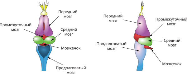Нервная система земноводных 7 класс биология