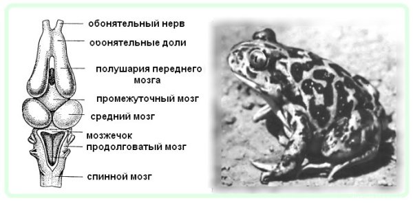 Головной мозг амфибий