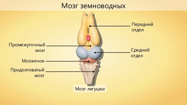 Строение головного мозга земноводных