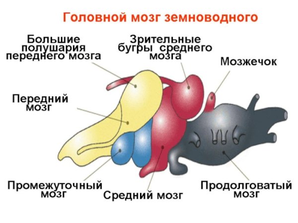 Нервная система лягушки