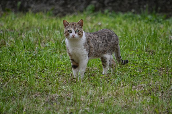 Камышовые коты