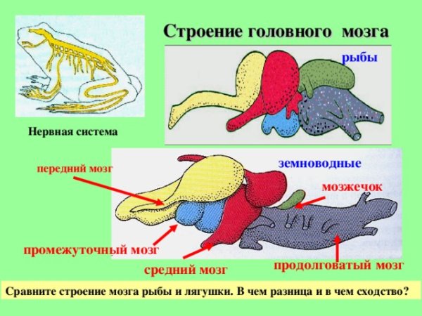 Нервная система Озерной лягушки