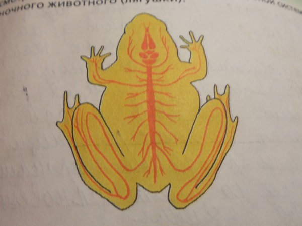 Строение головного мозга земноводных