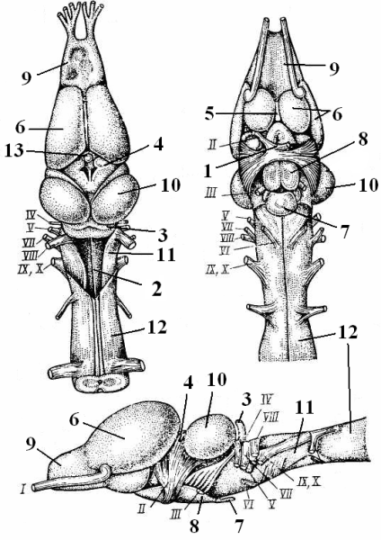 Эволюция головного мозга хордовых