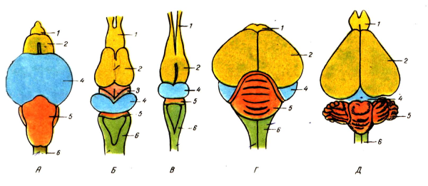 Нервная система лягушки схема головного мозга