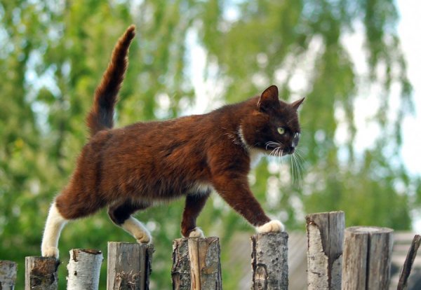 Кот на заборе