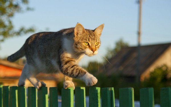 Дворовые кошки