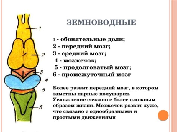 Строение головного мозга позвоночных