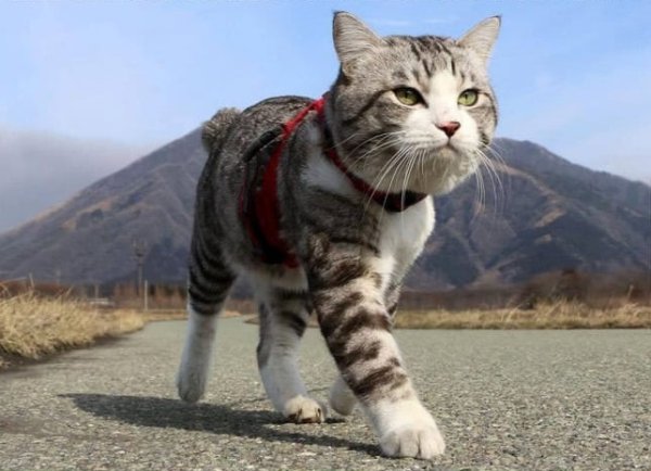Кот главарь