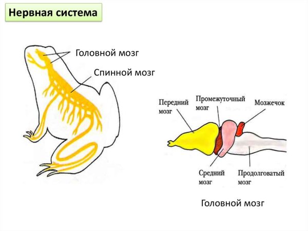 Строение головного мозга лягушки