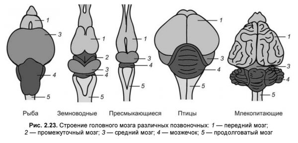 Строение нервной системы земноводных