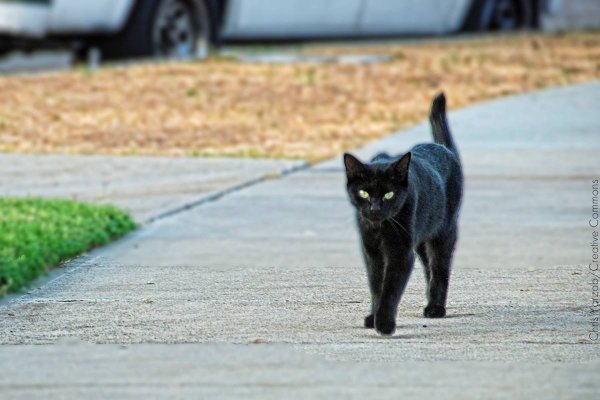 Чёрная кошка перебежала дорогу