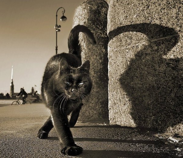 Кот гуляет