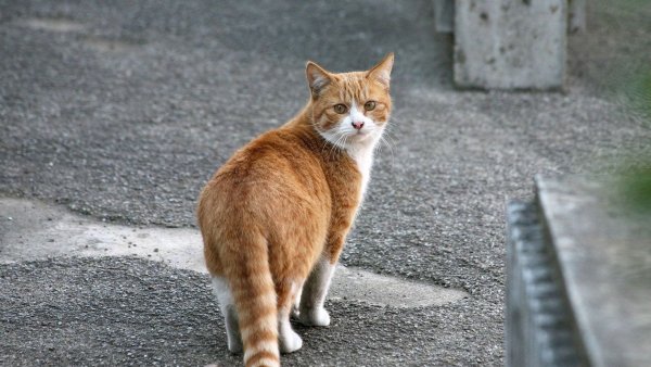Кот на улице