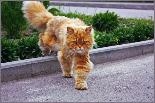 Кот идет вперед