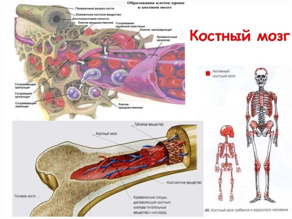 Костный мозг анатомия человека