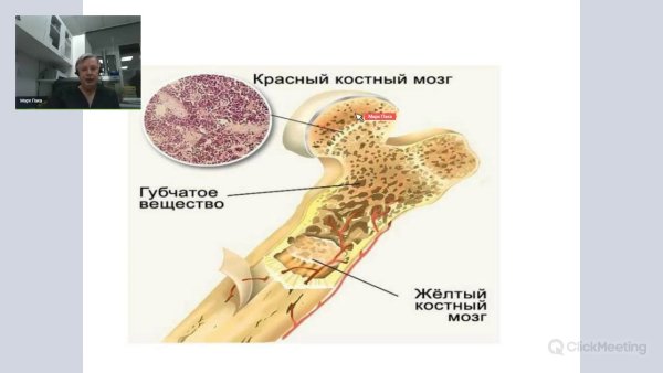 Красный и желтый костный мозг