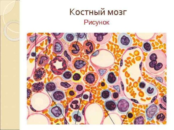 Стромальный компонент красного костного мозга
