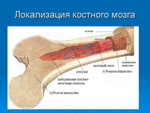 Кость компактное и губчатое вещества анатомия